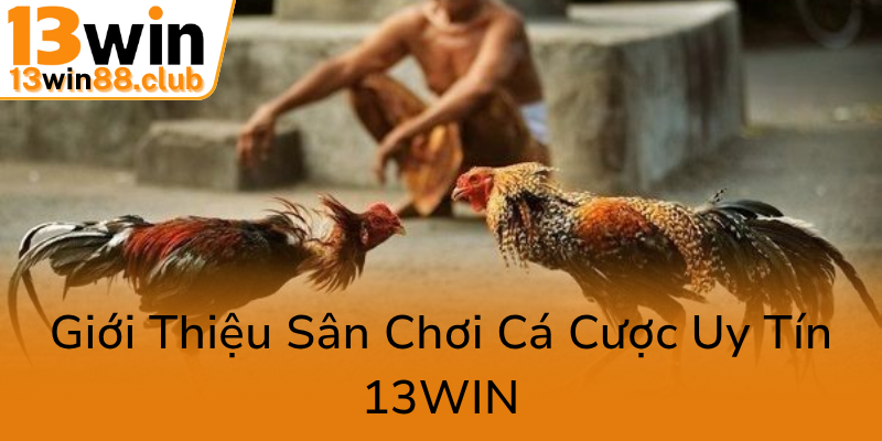 Đá Gà 13WIN - Dự Đoán Chính Xác Và Trải Nghiệm Đỉnh Cao Trong Cá Cược Trực Tuyến 1 Gioi Thieu San Choi Ca Cuoc Uy Tin 13Win0